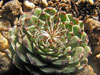 Graptopetalum filiferum