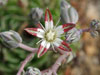 Graptopetalum filiferum