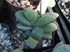 Gasteria glomerata