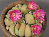 Gibbaeum heathii