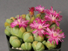 Gibbaeum heathii