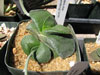 Gasteria nitida