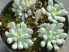 Graptopetalum pachyphyllum