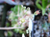 Graptopetalum pachyphyllum