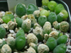 Gibbaeum pilosulum