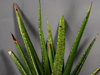 Gasteria pulchra