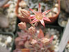 Graptopetalum rusby