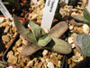 Gasteria vlokii