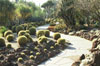 huntington cactus garden