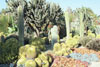 desert garden cactus huntington