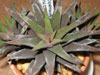 Haworthia attenuata