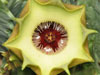 Huernia bayeri