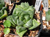 Haworthia cuspidata