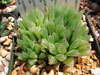 Haworthia cymbiformis