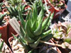 Haworthia glauca