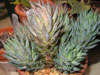 Haworthia glauca