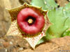 Huernia humilis