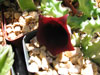 Huernia keniensis