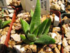 Haworthia kingiana