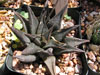 Haworthia koelmaniorum