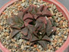 Haworthia koelmaniorum