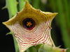 Huernia leachii