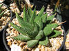 Haworthia limifolia