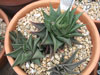 Haworthia limifolia