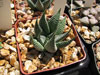 Haworthia limifolia