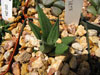 Haworthia limifolia