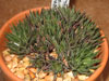 Haworthia maraisii