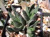 Haworthia minima