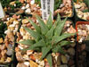 Haworthia mirabilis