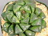 Haworthia mutica