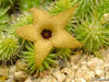 Huernia pillansii