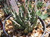 Haworthia pumila