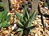 Haworthia pumila