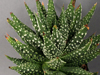 Haworthia pumila