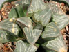 Haworthia pygmaea