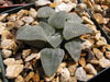 Haworthia pygmaea