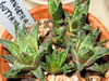 Haworthia reticulata