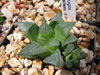 Haworthia retusa