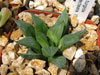 Haworthia retusa