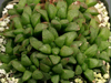 Haworthia retusa