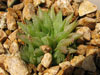 Haworthia rossouwii