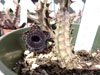 Huernia saudiarabica