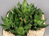 Haworthia scabra