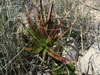 Hechtia texensis