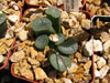 Haworthia truncata