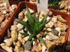 Haworthia variegata